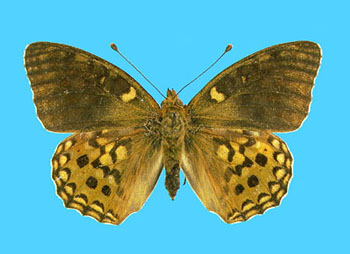 Argynnis adippe female (aberrant toroki, 1906. G. Gulliver 1893. BMNH) (Internet Image property of respective owner, non-commercial use only)